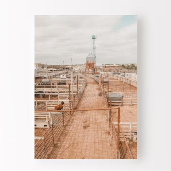 🐎 Oklahoma Stockyards | Photography Postcard: 5x7 || gift, western, rodeo, cow - Picture 3 of 11